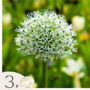 Alliumbollen - Set van 3 - Allium 'Mount Everest' - Bloembollen - Wit