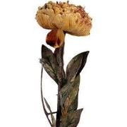 Clayre & Eef Kunstbloem 10x10x65 cm Oranje Kunststof