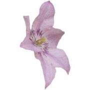 5 stuks - Clematisklemmen groen set a 12 stuks