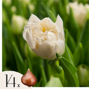 Tulpenbollen - Set van 14 - Tulipa 'Northcap' - Bloembollen - Geel