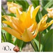 Tulpenbollen - Set van 40 - Tulipa 'Prastants Shogun' - Bloembollen - ...