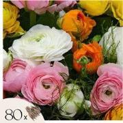 Boterbloem - Set van 80 - Ranunculus - Bloembollen