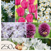Mix bloembollen - Set van 250 - Allium, Narcissus, Muscari, Tulipa - P...