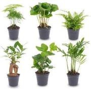 URBANJNGL - Planten set - 6 groene planten - Baby en terrarium planten