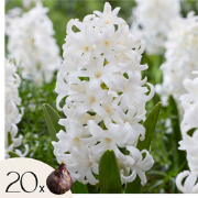 Hyacintenbollen - Set van 20 - Hyacinthus 'Carnegie' - Bloembollen - W...