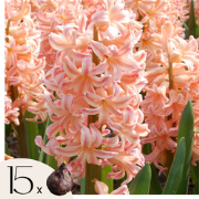 Hyacintenbollen - Set van 15 - Hyacinthus 'Gipsy Queen' - Bloembollen ...