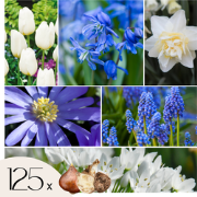 Mix bloembollen - Set van 125 - Allium, Narcissus, Muscari, Tulipa - B...