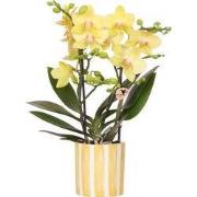 Kolibri Orchids | gele Phalaenopsis orchidee - Albenga + Painted Strip...