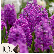 Hyacintenbollen - Set van 10 - Hyacinthus 'Purple Voice' - Bloembollen