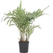 Kunstplant phlebodium - Hoogte 80cm