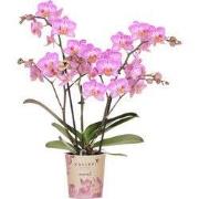 Kolibri Orchids | Roze phalaenopsis orchidee potmaat Ø9cm | Switzerlan...