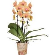 Kolibri Orchids | Oranje phalaenopsis orchidee potmaat Ø12cm | Sunny B...