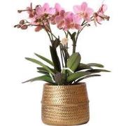 Kolibri Orchids | Roze Phalaenopsis orchidee  Treviso in Groove pot go...
