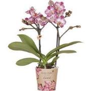 Kolibri Orchids | Roze paarse phalaenopsis orchidee potmaat Ø9cm | Bor...