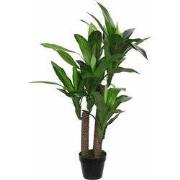 Dracaena in pot green - h110xd60cm