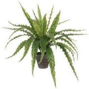 Asplenium green in pot Stan grey d13,5cm - h54xd66cm