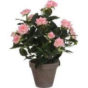 Rosebush pink in pot Stan grey d11,5cm - h33xd25cm