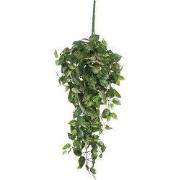 Scindapsus hanging green - l80xw30xh15cm