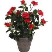 Rosebush red in pot Stan grey d11,5cm - h33xd25cm