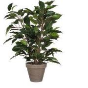 Ficus Natasja green in pot Stan grey d11,5cm - h40xd30cm
