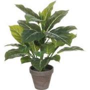 Evergreen in pot Stan grey d13,5cm - h49xd40cm
