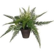 Fern green in pot Stan grey d13,5cm - h38xd50cm