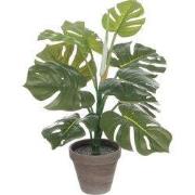 Monstera green in pot Stan grey d13,5cm - h48xd39cm