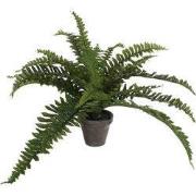 Boston fern green in pot Stan grey d11,5cm - h35xd45cm