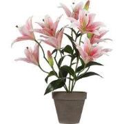 Tigerlily pink in pot Stan grey d13,5cm - h47xd45cm
