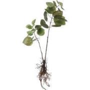 Eucalyptus Artificial Plant - L12 x W28 x H64 cm - Green