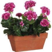 Geranium purple in balcony tray terra - l29xw13xh40cm