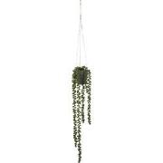Senecio hanging green - l56xw9xh9cm