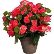 Begonia d. pink in pot Stan grey d15,5cm - h37xd36cm