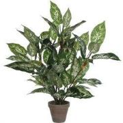 Dieffenbachia green in pot Stan grey d15,5cm - h70xd55cm