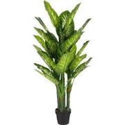 Dieffenbachia in pot green - h150xd70cm