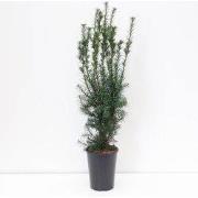 Taxus media hicksii