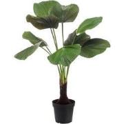Licuala palm 130 cm