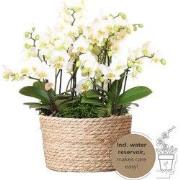 Kolibri Orchids | witte plantenset in Reed Basket incl. waterreservoir...