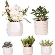 Kolibri Company | Set  planten + sierpotten voor tafelaankleding diner...