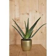 Aloe Vera in gouden pot