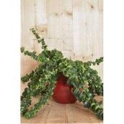 Lipstickplant 'Rasta' in rode pot