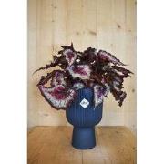 Bladbegonia in hoge pot diepblauw Elho