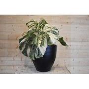 Monstera Deliciosa Variegata in zwarte pot