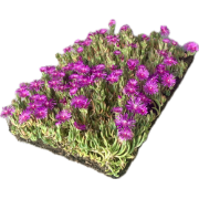 Plantenmat vasteplanten Delosperma cooperi IJsbloem per 1m2 cm Covergr...