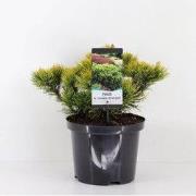 Pinus mugo carstens wintergold 25-30 cm