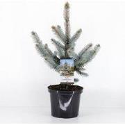 Picea pungens hoopsii 40-50 cm