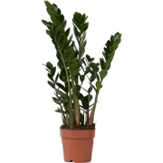 ZZ-plant - Zamioculcas Zamiifolia - Hoogte 55-65cm - ?17cm