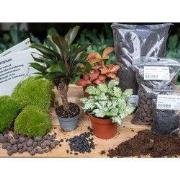 URBANJNGL - Palm - Terrarium Start & Navul pakket - 3 terrarium plante...