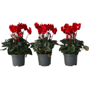 Perzisch cyclaam - Set van 3 - Cyclamen Winfall Scarlet - Hoogte 10-20...