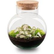 URBANJNGL - Noah - Planten Terrarium - DIY kit - Ecosysteem plant - Ø ...